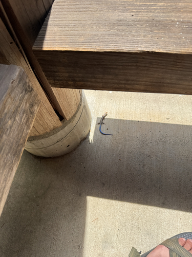 iNaturalist observation photo of Western Skink