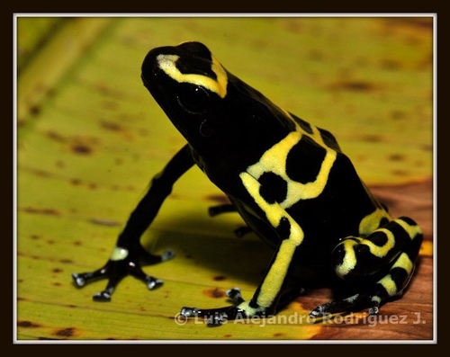 Yellow-headed Poison Dart Frog