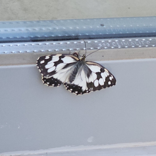 Iberian marbled white