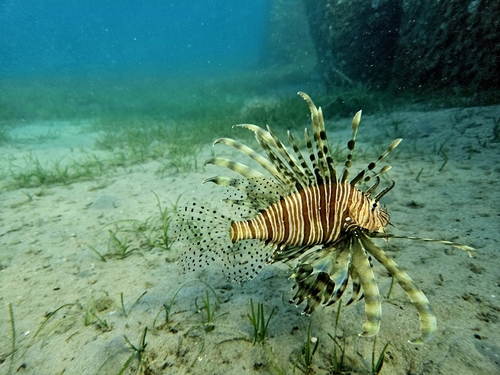Indian Lionfish