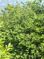 common hazel
