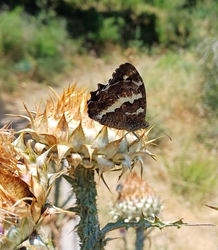 Great Banded Grayling