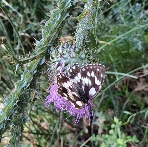 Marbled White