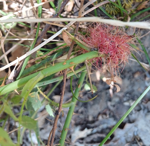 Mossy Rose Gall Wasp
