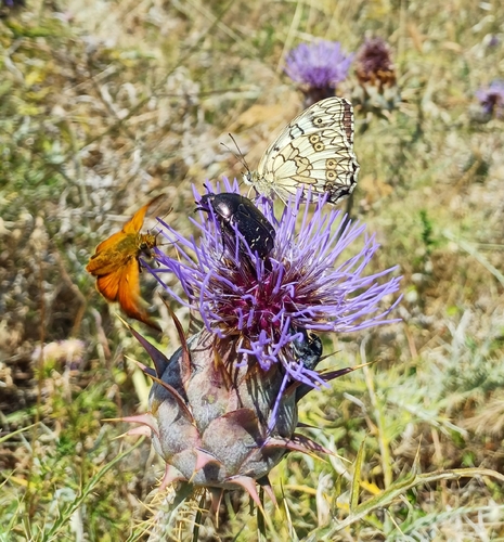 Cetonia aurata sicula