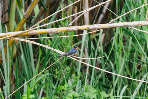 Barn Swallow
