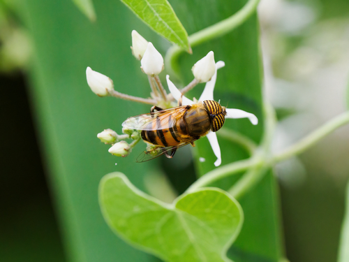 Stripe-eyed Lagoon Fly