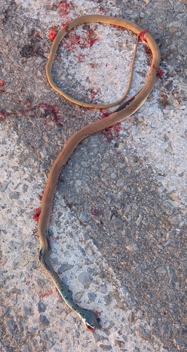 Dahl's Whip Snake