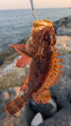 Black Scorpionfish