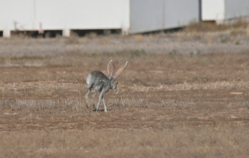 Antelope Jackrabbit observed by tsirtalis