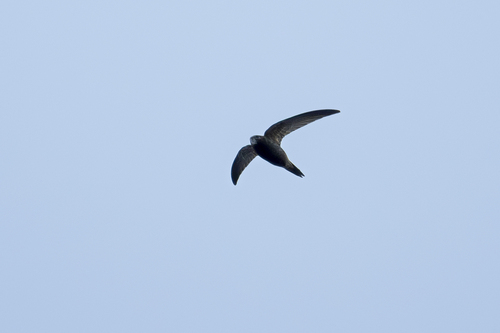 Common Swift