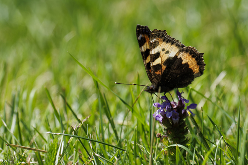 Small Tortoiseshell