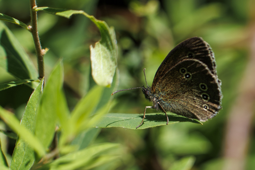 Ringlet