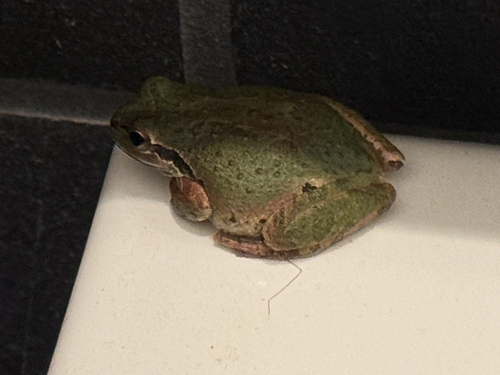 iNaturalist observation photo of Pacific chorus frog