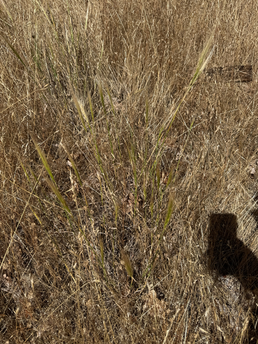 iNaturalist observation photo of Big Squirreltail