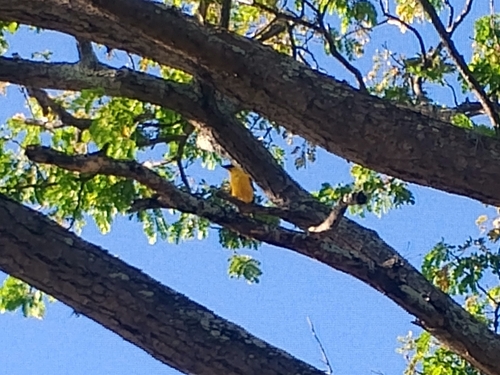 Oriole Blackbird