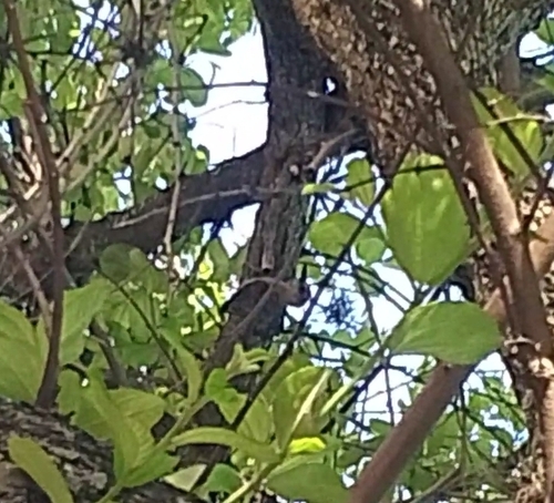 Red-crowned Woodpecker