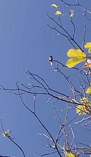 Brown-throated Parakeet
