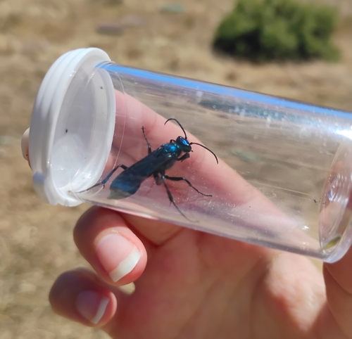iNaturalist observation photo of Common Blue Mud-dauber Wasp