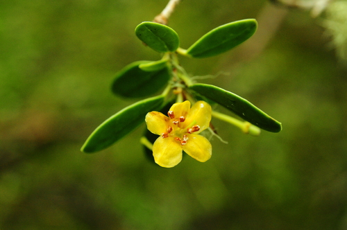 Rhododendron kawakamii Hayata
