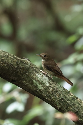 Brown-chested Jungle Flycatcher
