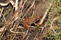 Image of Craugastor melanostictus