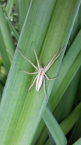 Oblong Running Spider