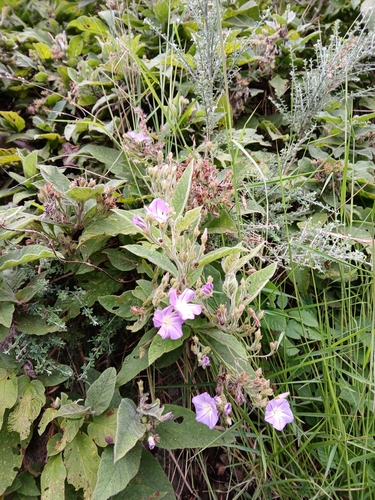 Convolvulus canariensis