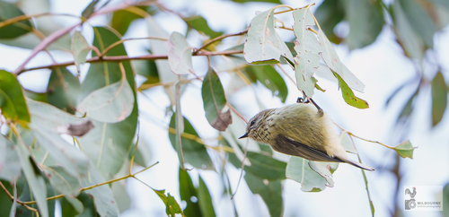 Striated Thornbill