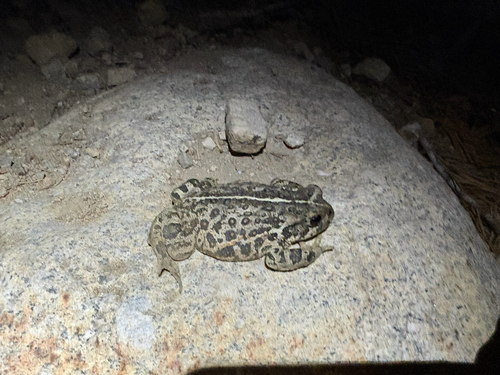 iNaturalist observation photo of Western Toad