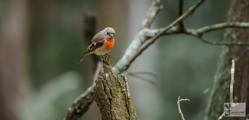 Scarlet Robin