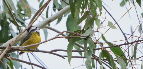 Eastern Shriketit