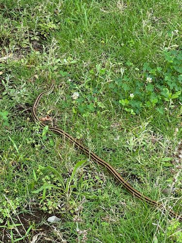 Japanese Four-lined Ratsnake