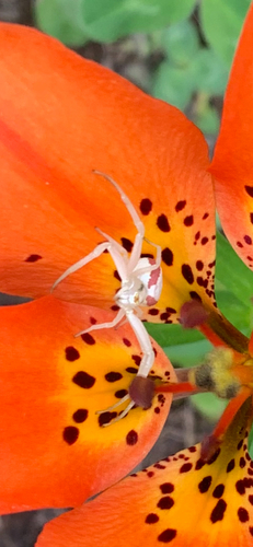 Goldenrod Crab Spider