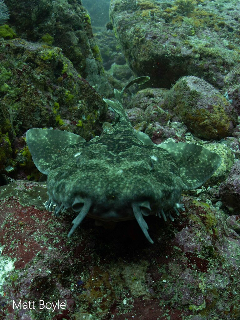 Japanese Wobbegong