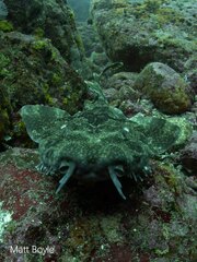Japanese Wobbegong