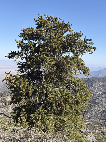 Great Basin bristlecone pine