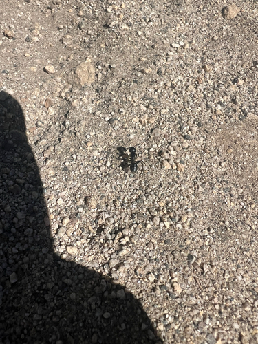 iNaturalist observation photo of Carpenter Ants, Typical Sugar Ants and Allies