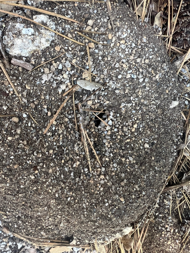 iNaturalist observation photo of Winged and Once-winged Insects