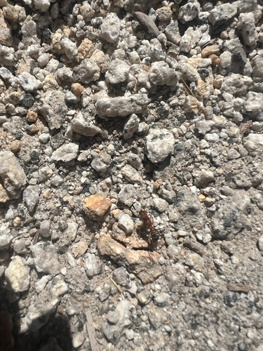 iNaturalist observation photo of Myrmicine Ants