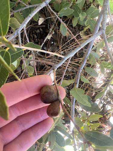 iNaturalist observation photo of Golden Oak Apple Gall Wasp