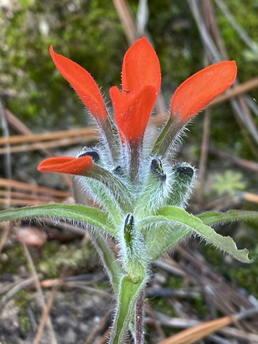 Flor de tiempo