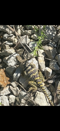 Eastern Collared Lizard