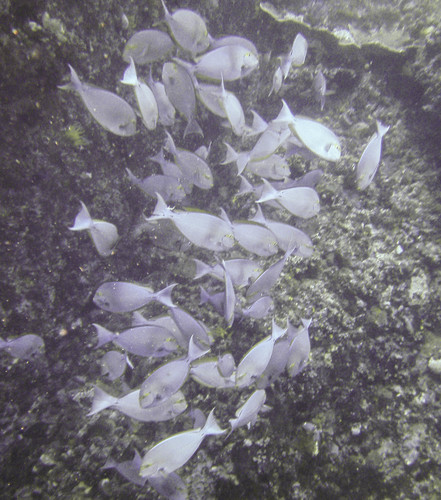 Yellowmask Surgeonfish — seen at this dive site