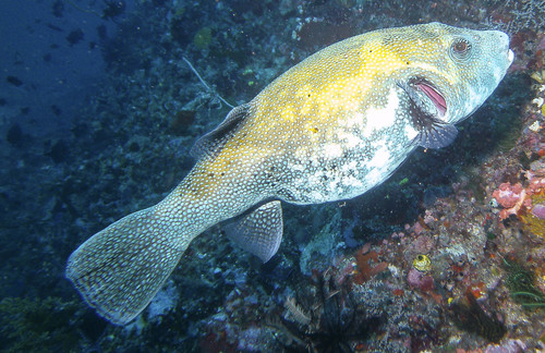 Bluespotted Puffer — seen at this dive site