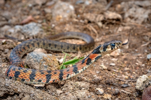 Chinese Tiger Keelback