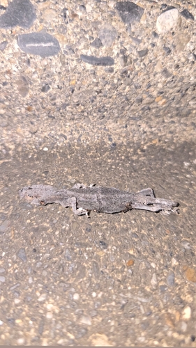 Japanese Giant Gecko