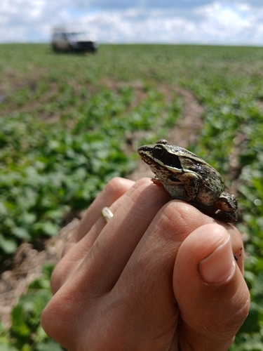 Wood Frog