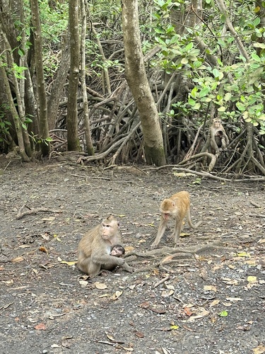 Long-tailed Macaque