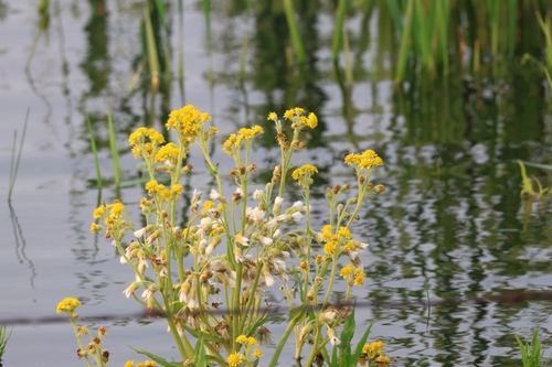 Marsh Fleawort